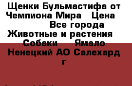 Щенки Бульмастифа от Чемпиона Мира › Цена ­ 1 000 - Все города Животные и растения » Собаки   . Ямало-Ненецкий АО,Салехард г.